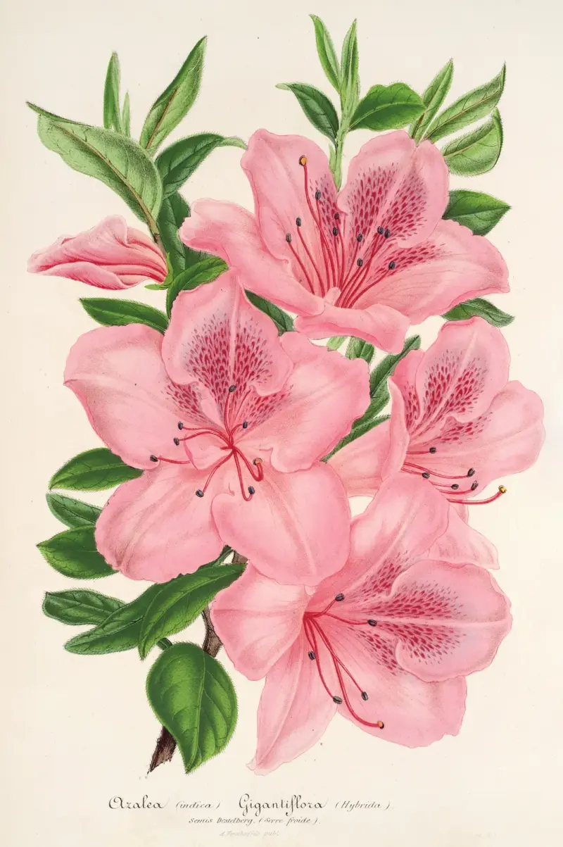 Azalea indica (hybrida) gigantiflora, Charles Antoine Lemaire