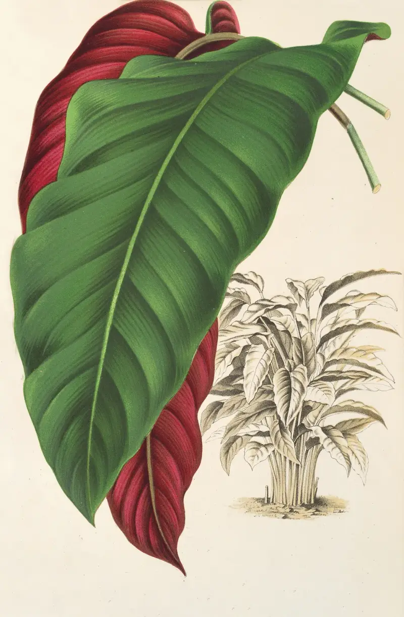 Calathea arrecta, Charles Antoine Lemaire