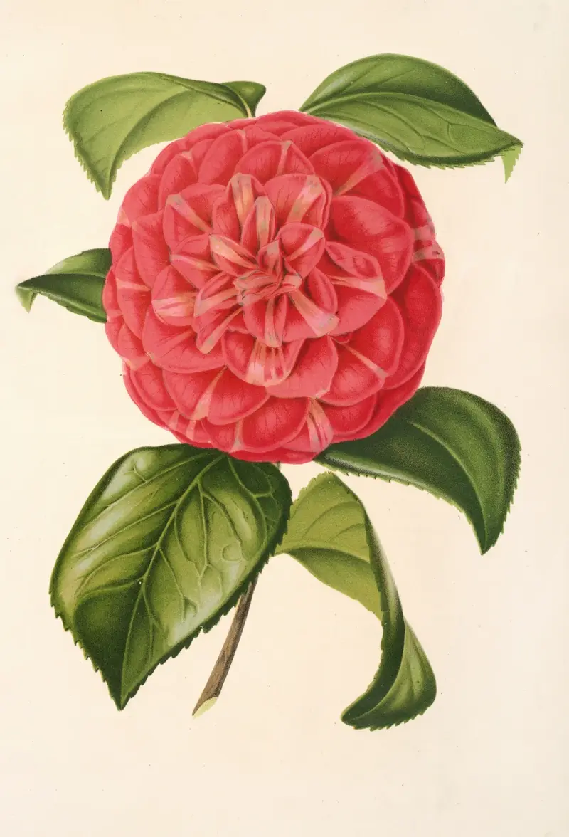 Kamelia Francesco Burlamachi av Charles Antoine Lemaire