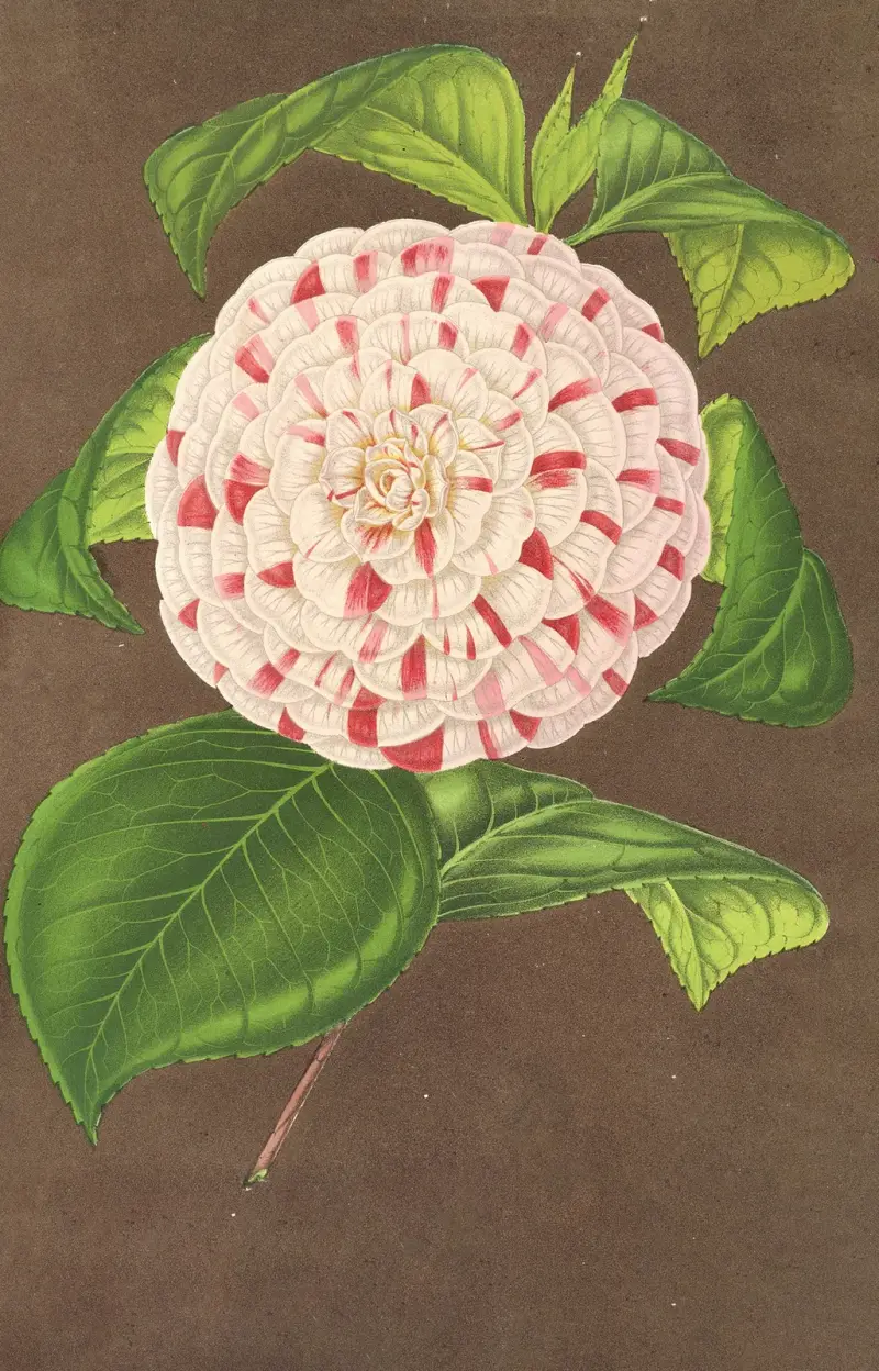 Kamelia Madame Verschaffelt av Charles Antoine Lemaire
