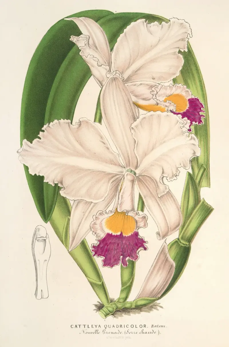 Cattleya quadricolor von Charles Antoine Lemaire