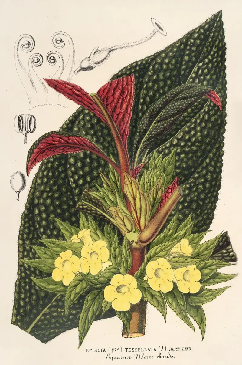 Centrosolenia bullata (Episcia tessellata) av Charles Antoine Lemaire