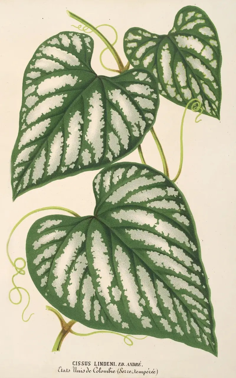 Cissus Lindeni von Charles Antoine Lemaire