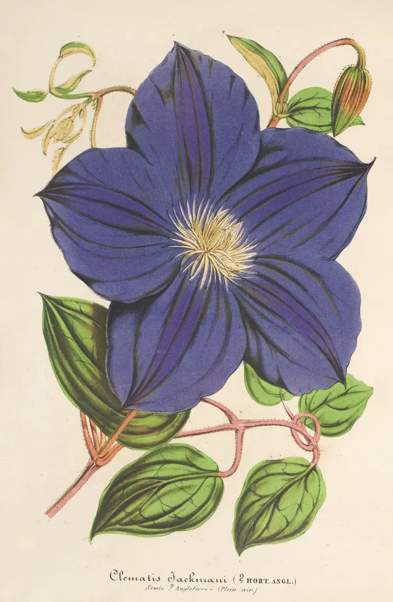 Clematis Jackmani av Charles Antoine Lemaire