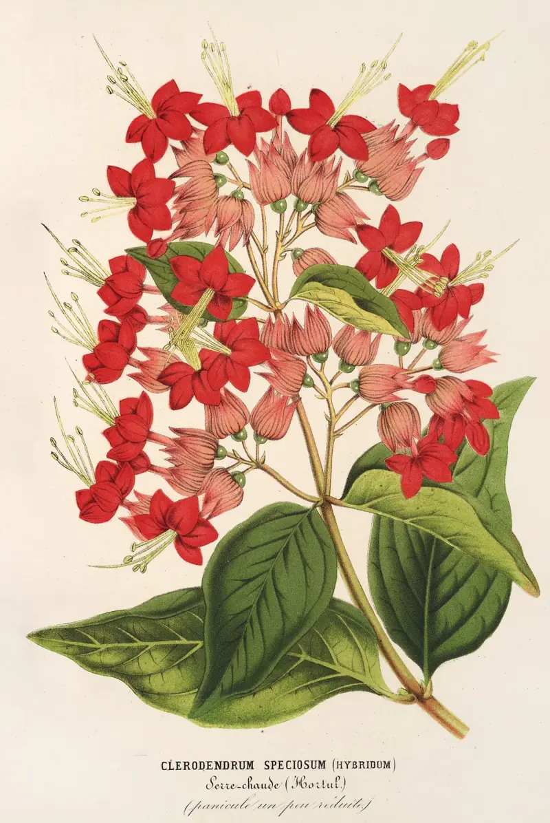 Clerodendrum speciosum (hybridum), Charles Antoine Lemaire