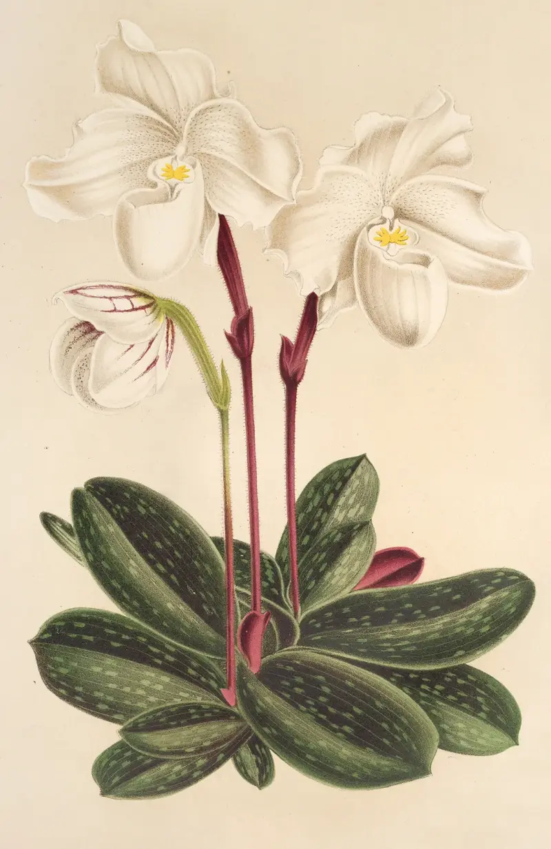 Cypripedium niveum, Charles Antoine Lemaire