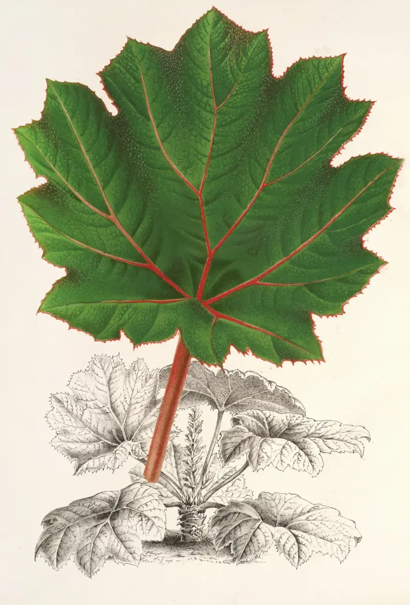 Gunnera brephogea av Charles Antoine Lemaire