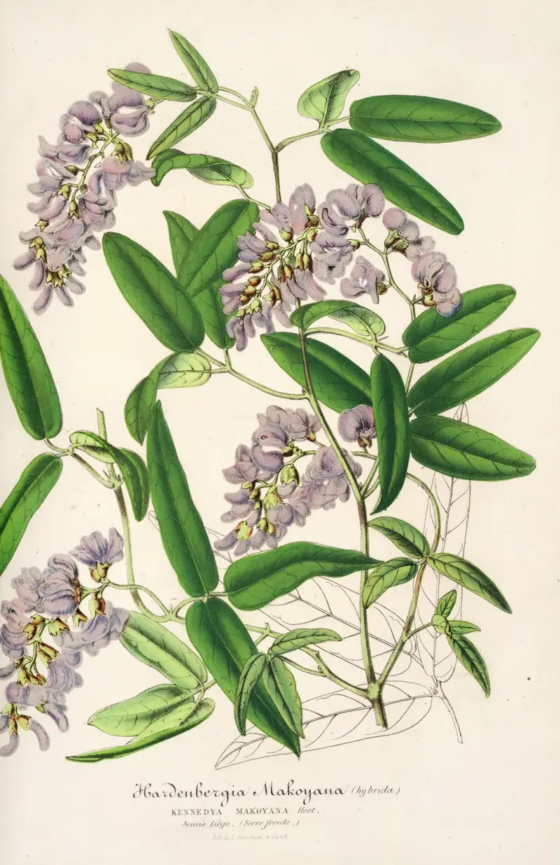 Hardenbergia Makoyana (hybryda), Charles Antoine Lemaire
