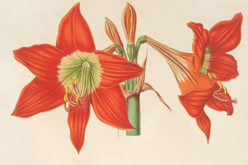Hippeastrum (Amaryllis) pyrrochroum av Charles Antoine Lemaire
