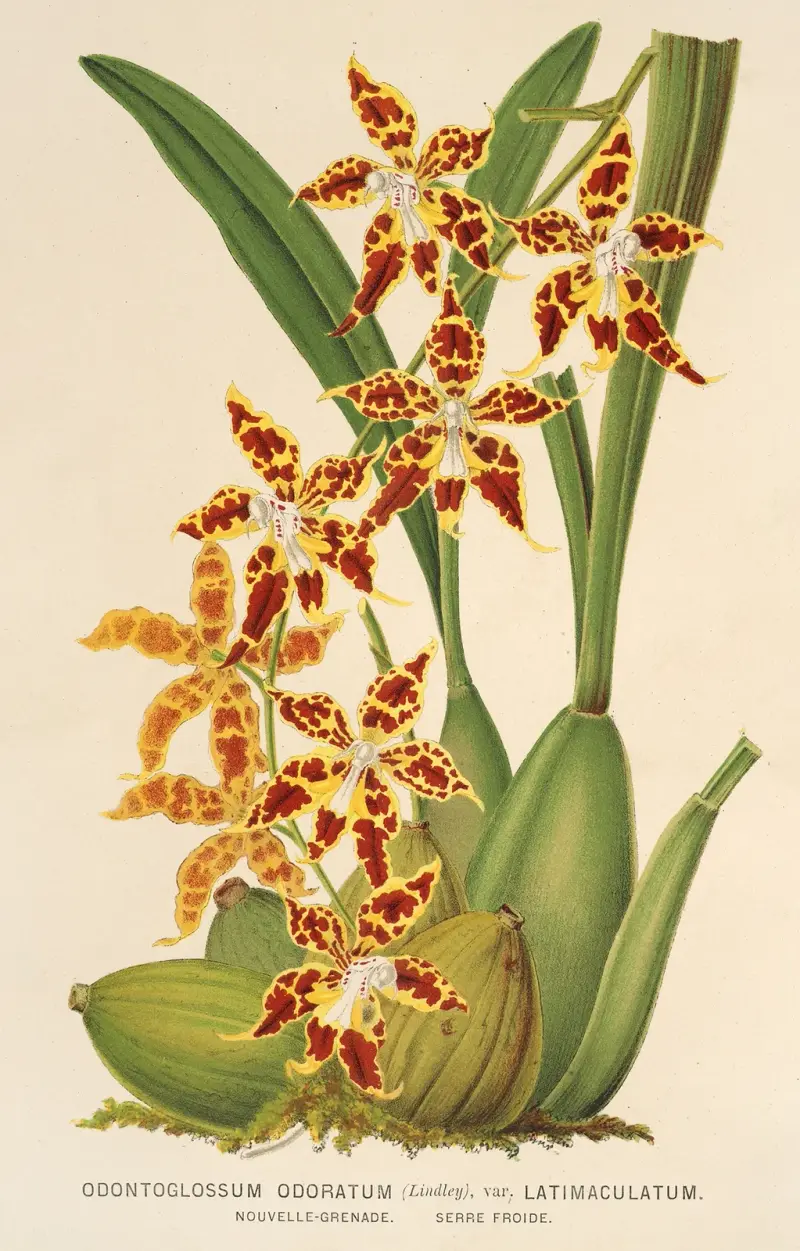 Odontoglossum odoratum, var. latimaculatum av Charles Antoine Lemaire