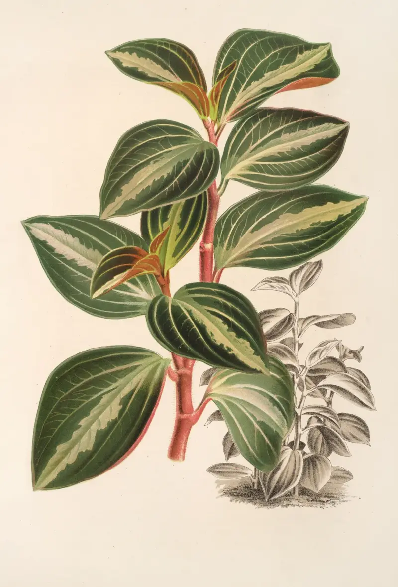 Peperomia velutina, Charles Antoine Lemaire