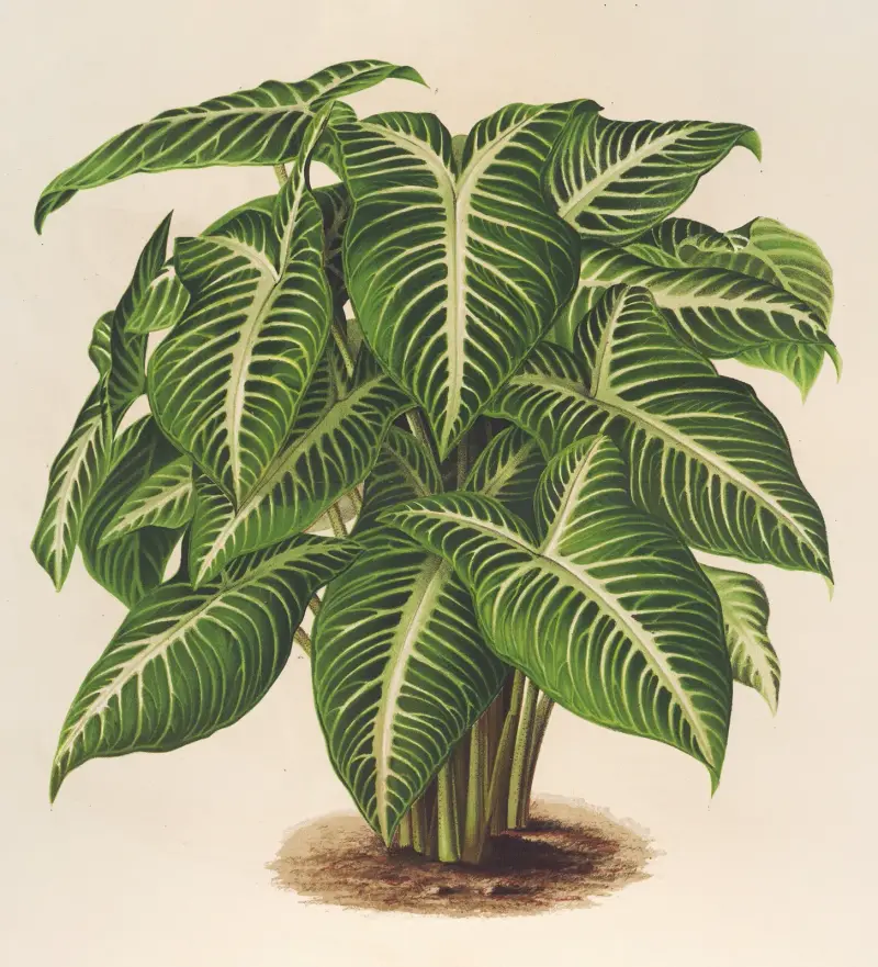 Phyllotœnium Lindeni av Charles Antoine Lemaire
