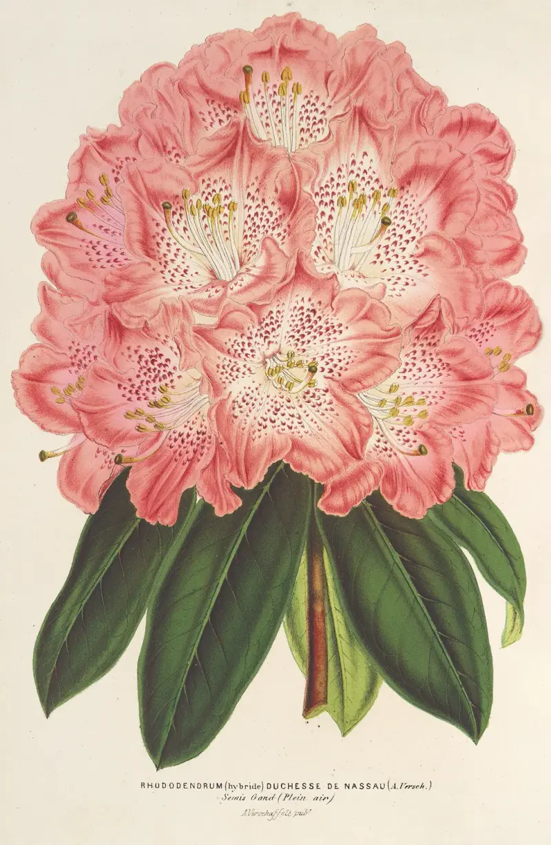 Rhododendron (hybrid) 'Duchesse de Nassau' av Charles Antoine Lemaire