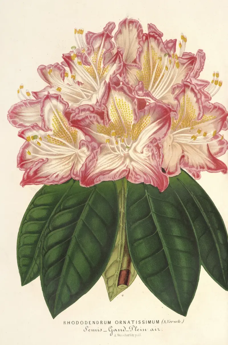 Rhododendron ornatissimum (hybrid) av Charles Antoine Lemaire