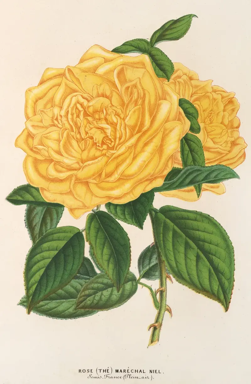 Róża (herbata) Maréchal Niel, Charles Antoine Lemaire