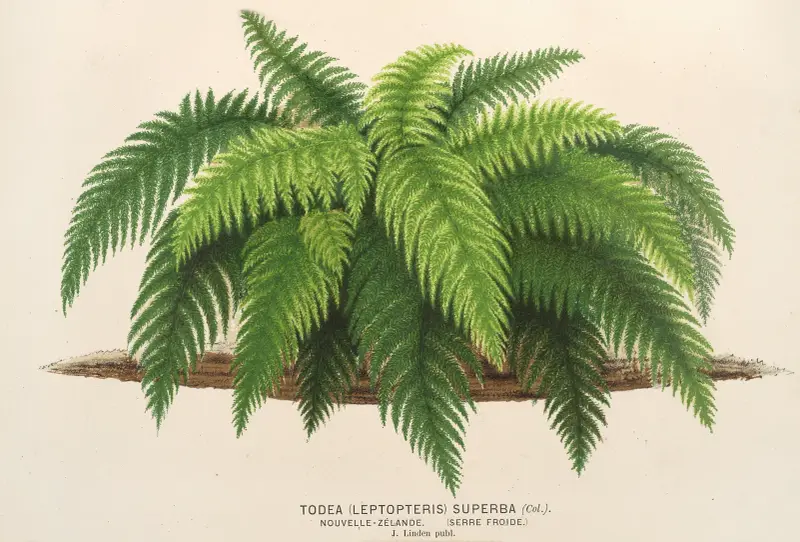 Todea (Leptopteris) superba av Charles Antoine Lemaire