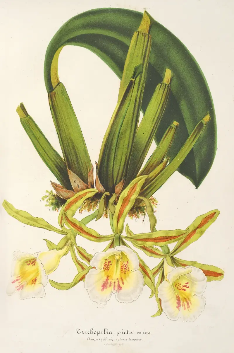 Trichopilia picta von Charles Antoine Lemaire