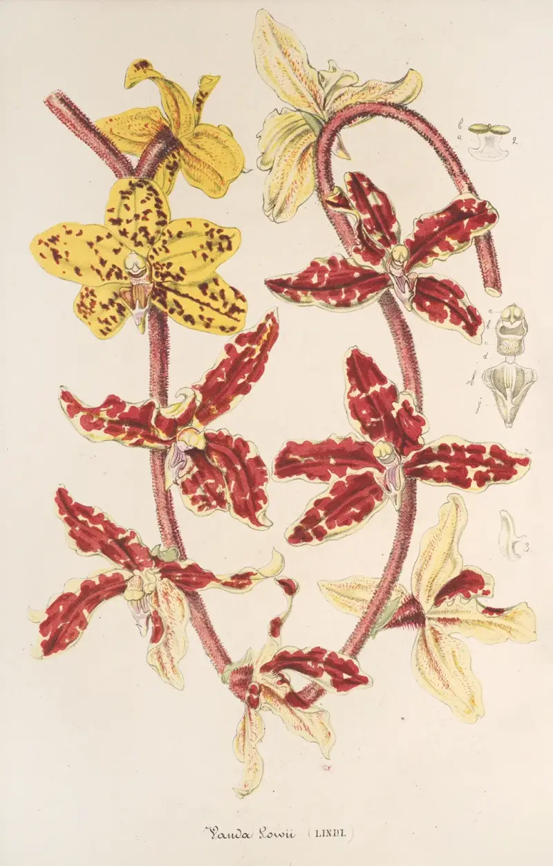 Vanda Lowii Lindl. von Charles Antoine Lemaire