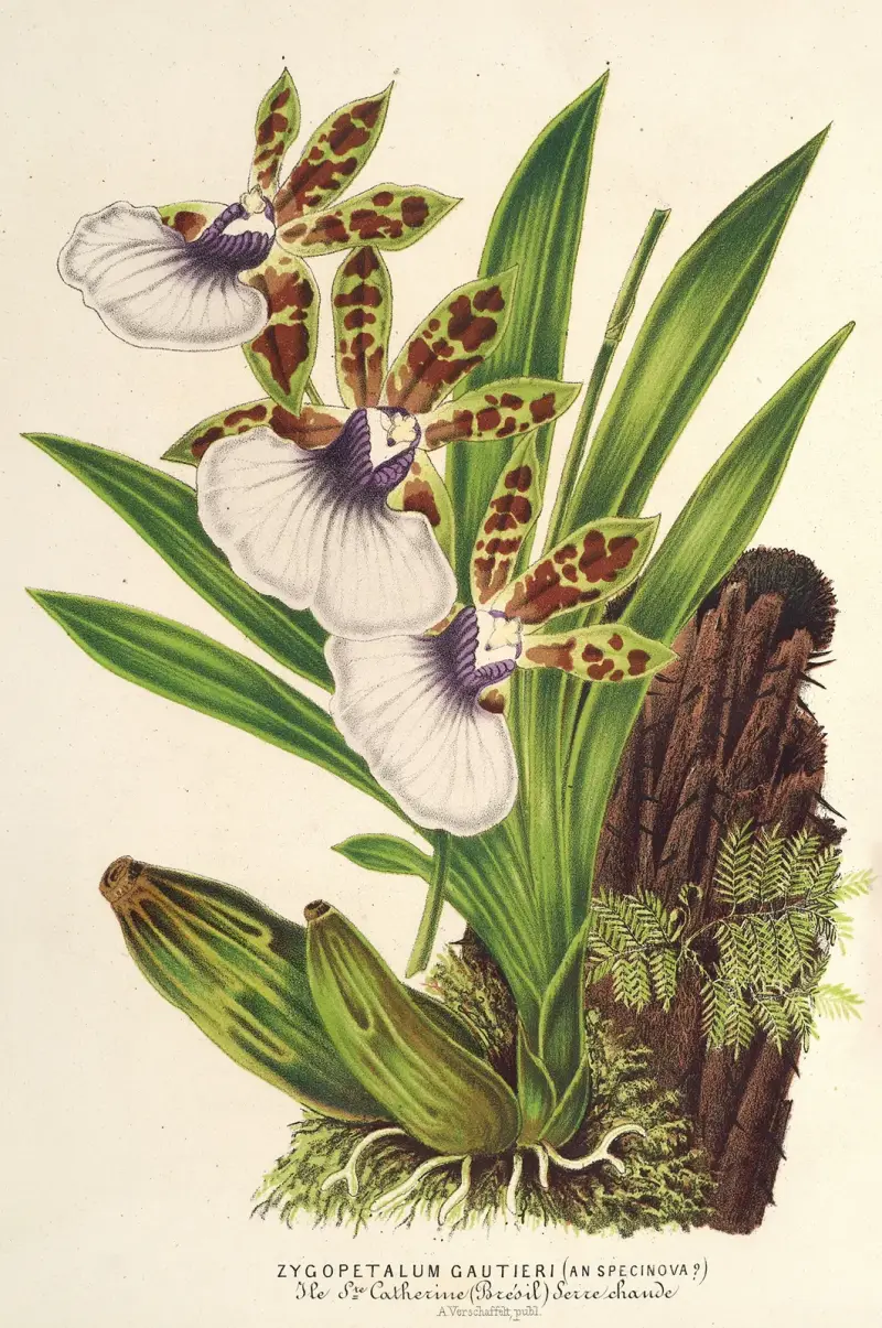 Zygopetalum Gautieri av Charles Antoine Lemaire