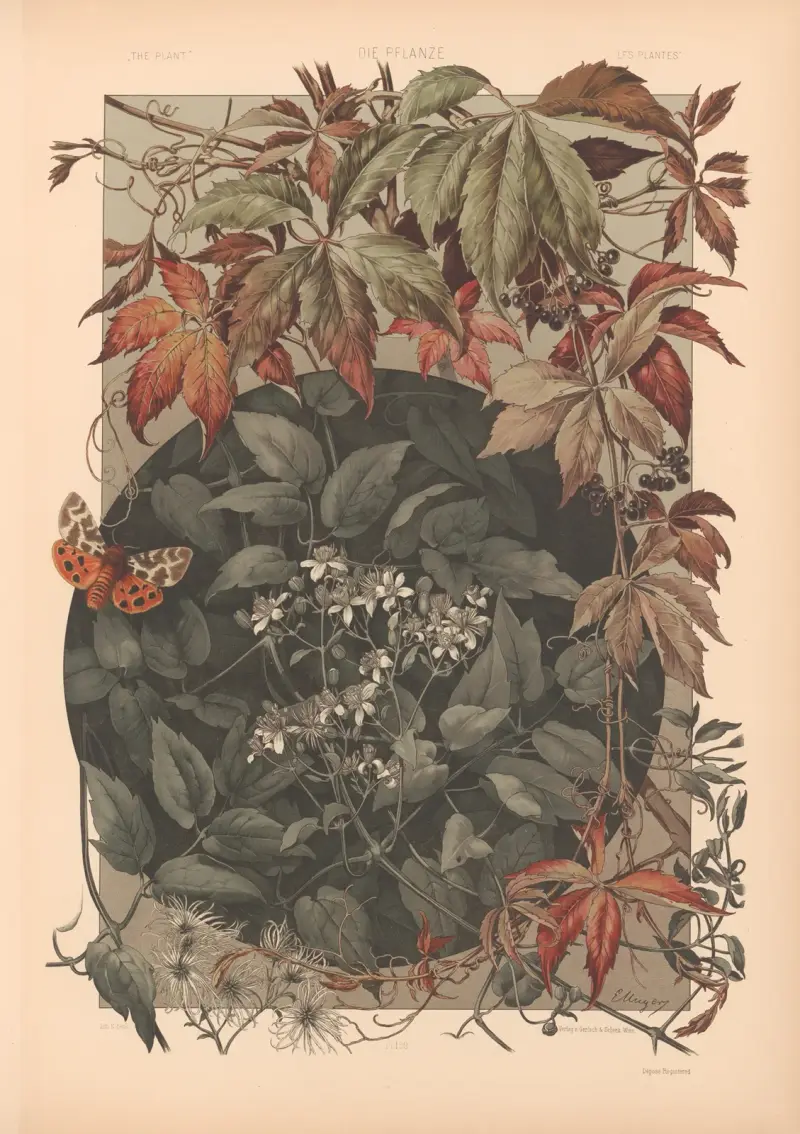 Die Pflanze in Kunst und Gewerbe (The Plant in Art and Industry) Pl.136 av Anton Seder