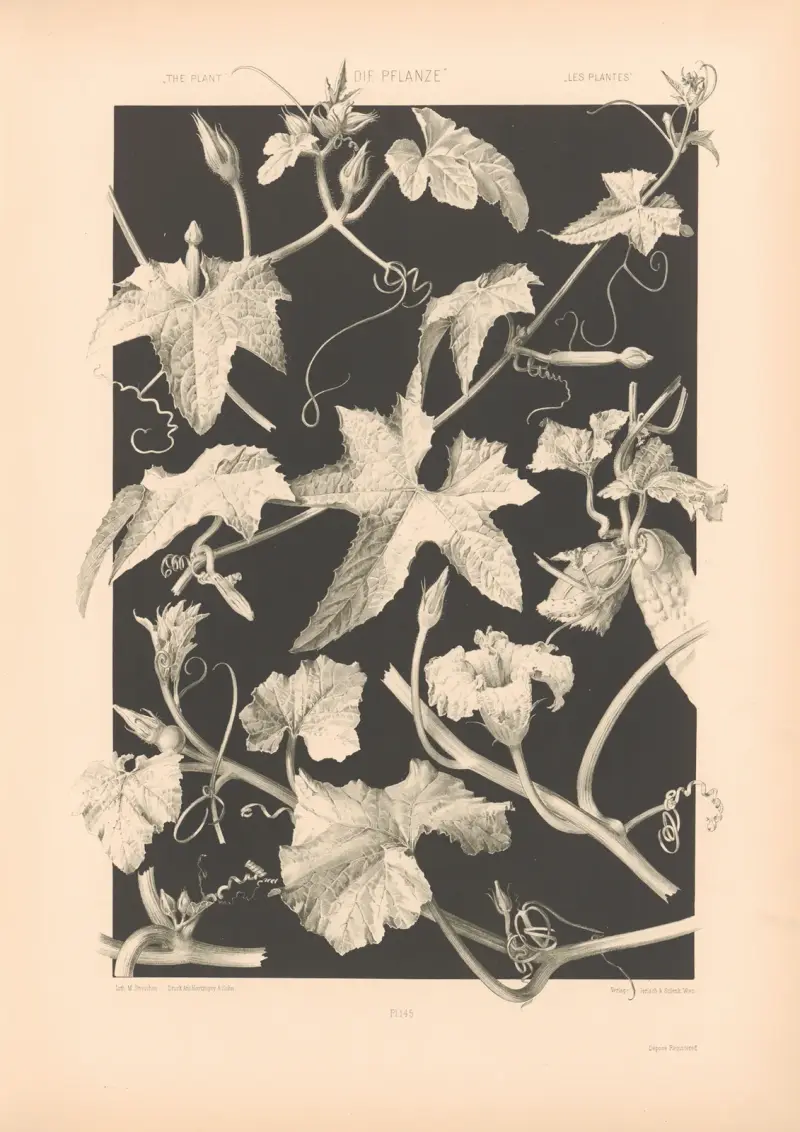 Die Pflanze in Kunst und Gewerbe (The Plant in Art and Industry) Pl.188 av Anton Seder