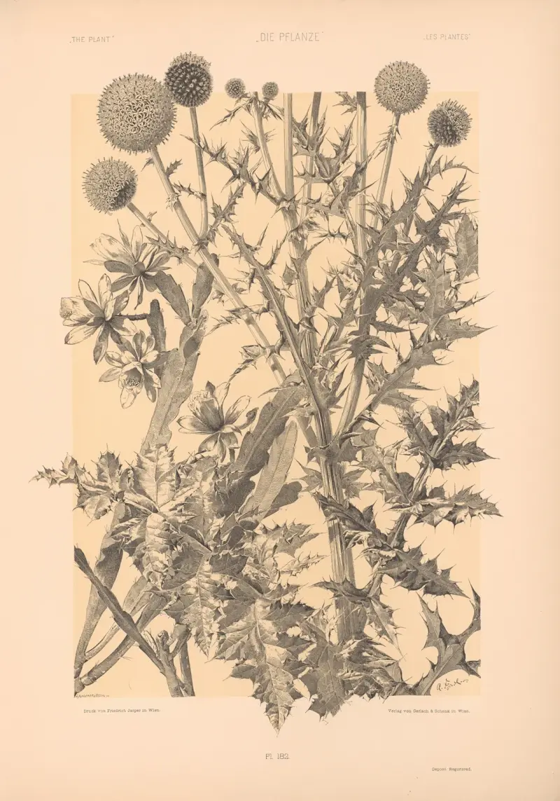Die Pflanze in Kunst und Gewerbe, Taf. 191, Pl. 191 von Anton Seder