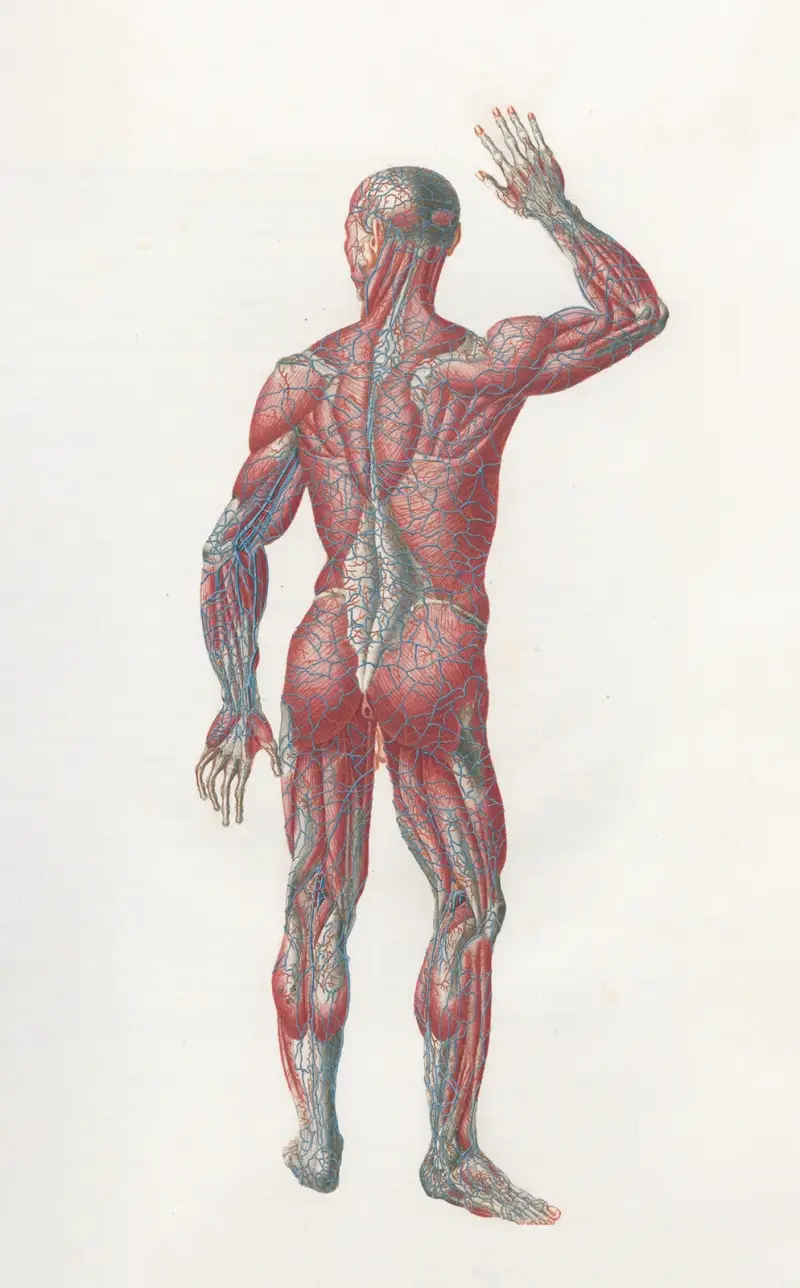 Anatomia Universale Taf. 07 von Antonio Serantoni