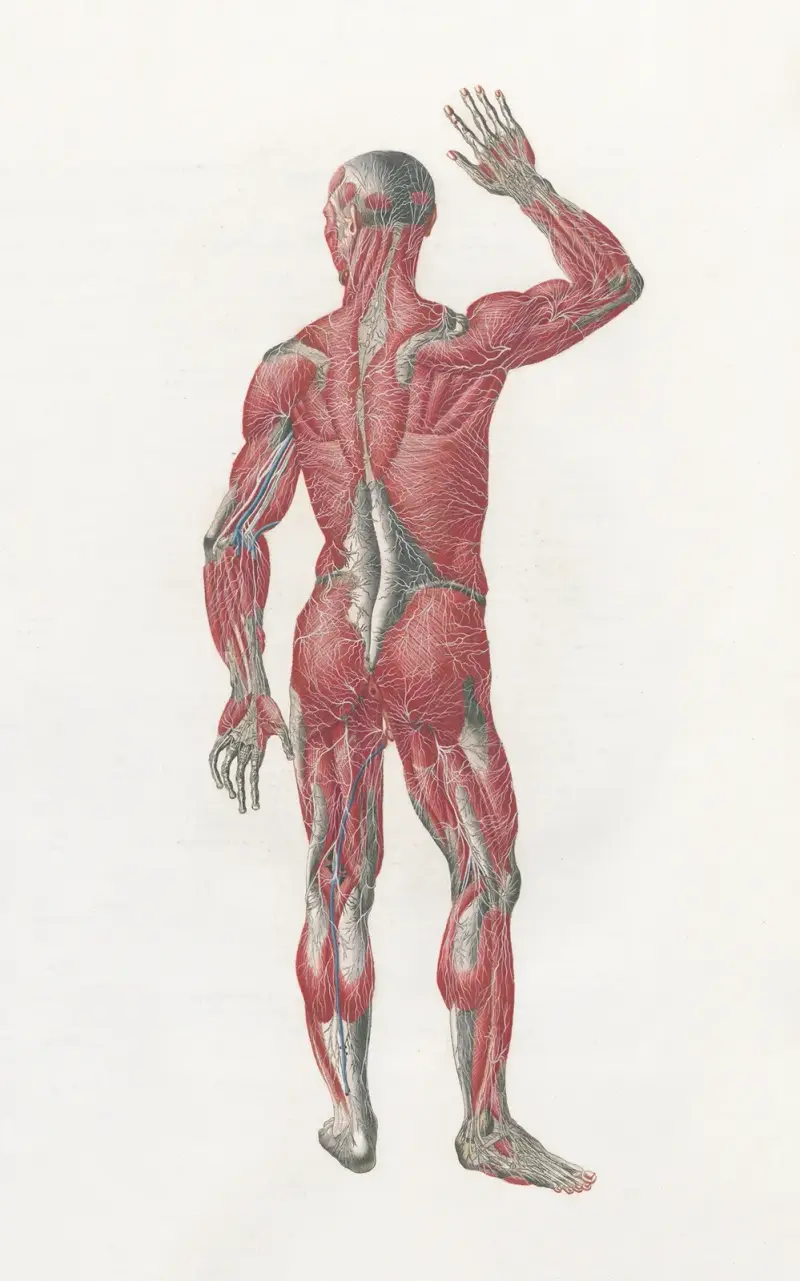Anatomia Universale Pl.10, Antonio Serantoni