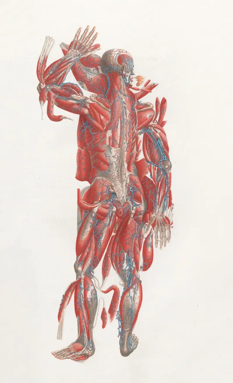 Anatomia Universale Pl.40, Antonio Serantoni