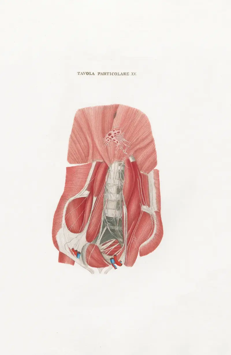 Anatomia Universale Taf. 50 von Antonio Serantoni