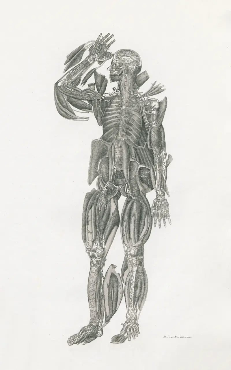 Anatomia Universale Pl.52 von Antonio Serantoni