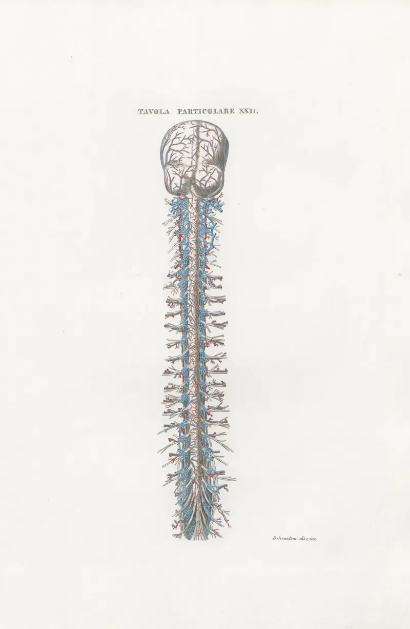 Anatomia Universale Pl.53, Antonio Serantoni