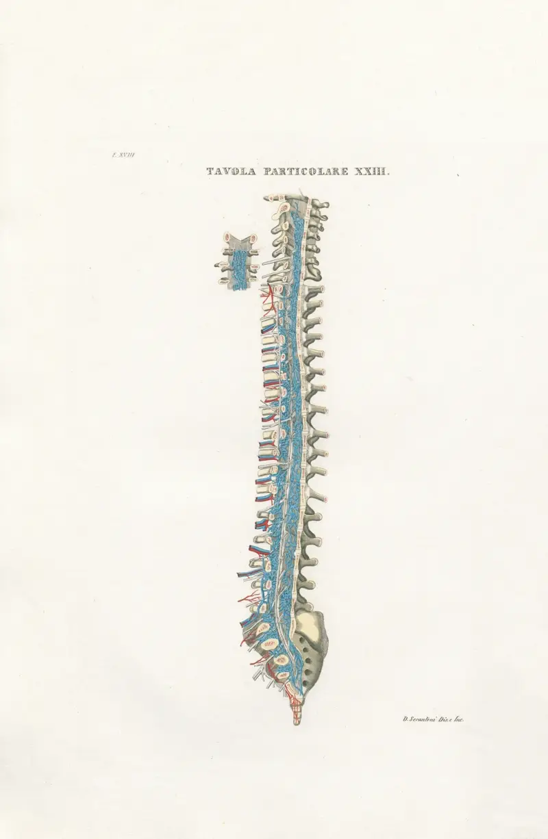 Anatomia Universale Pl.54 von Antonio Serantoni