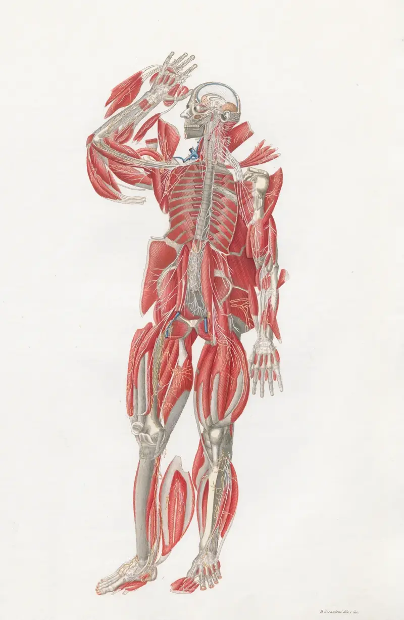 Anatomia Universale, Tafel 55 von Antonio Serantoni