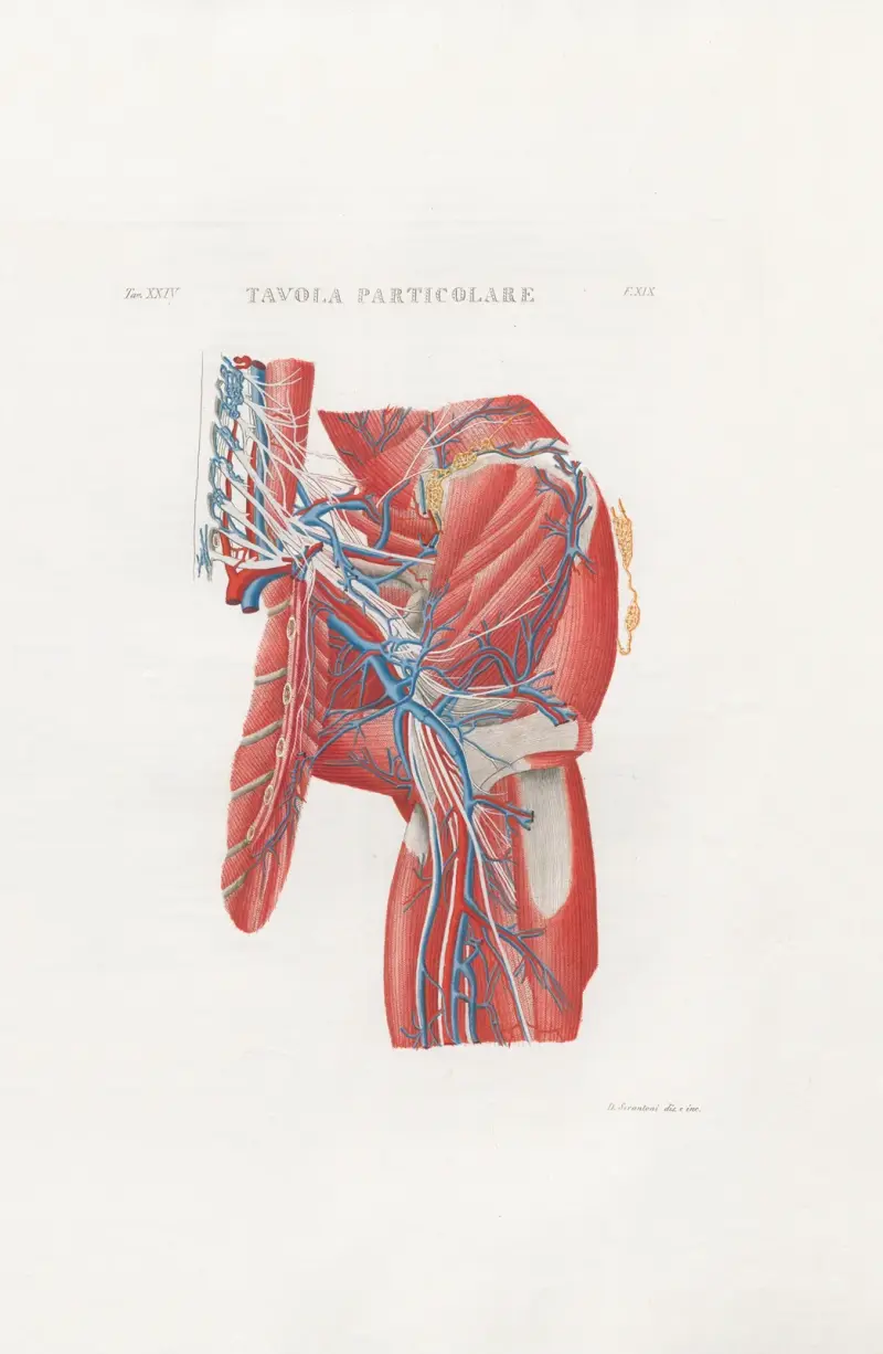 Anatomia Universale Pl.56 von Antonio Serantoni