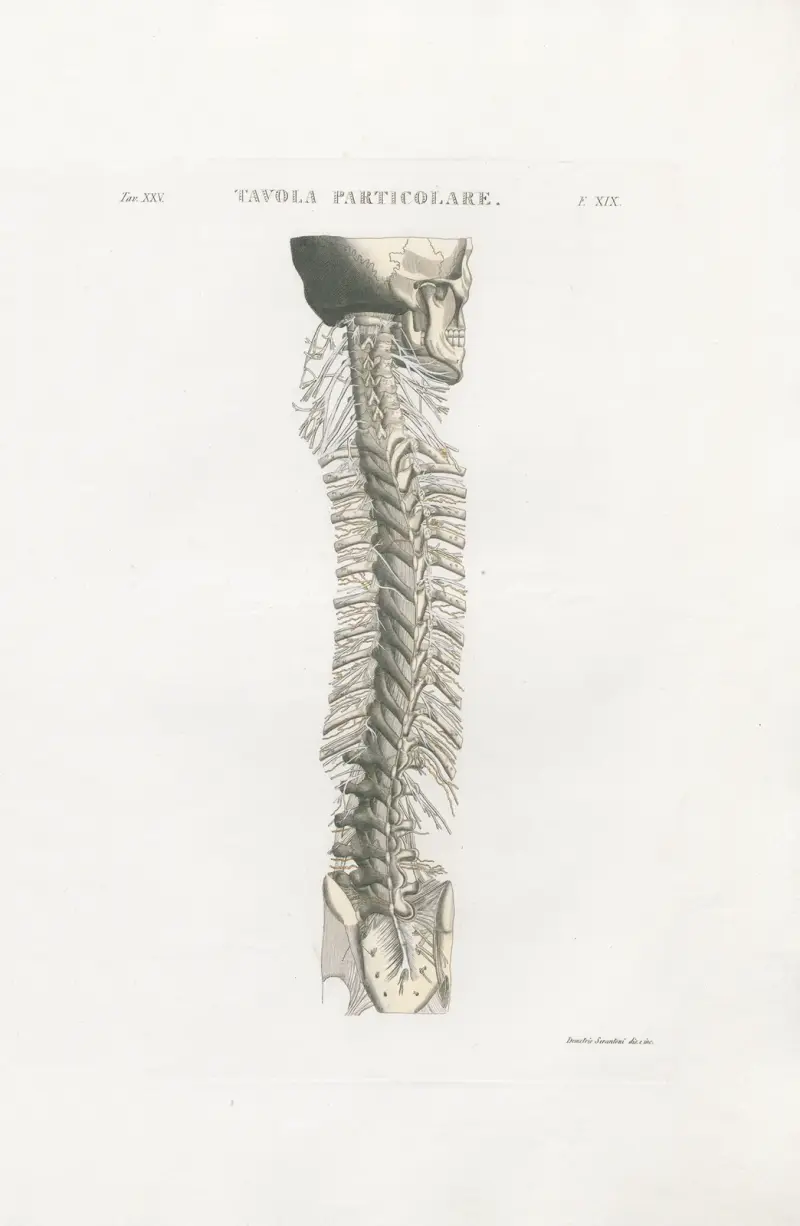 Anatomia Universale Taf. 57 von Antonio Serantoni