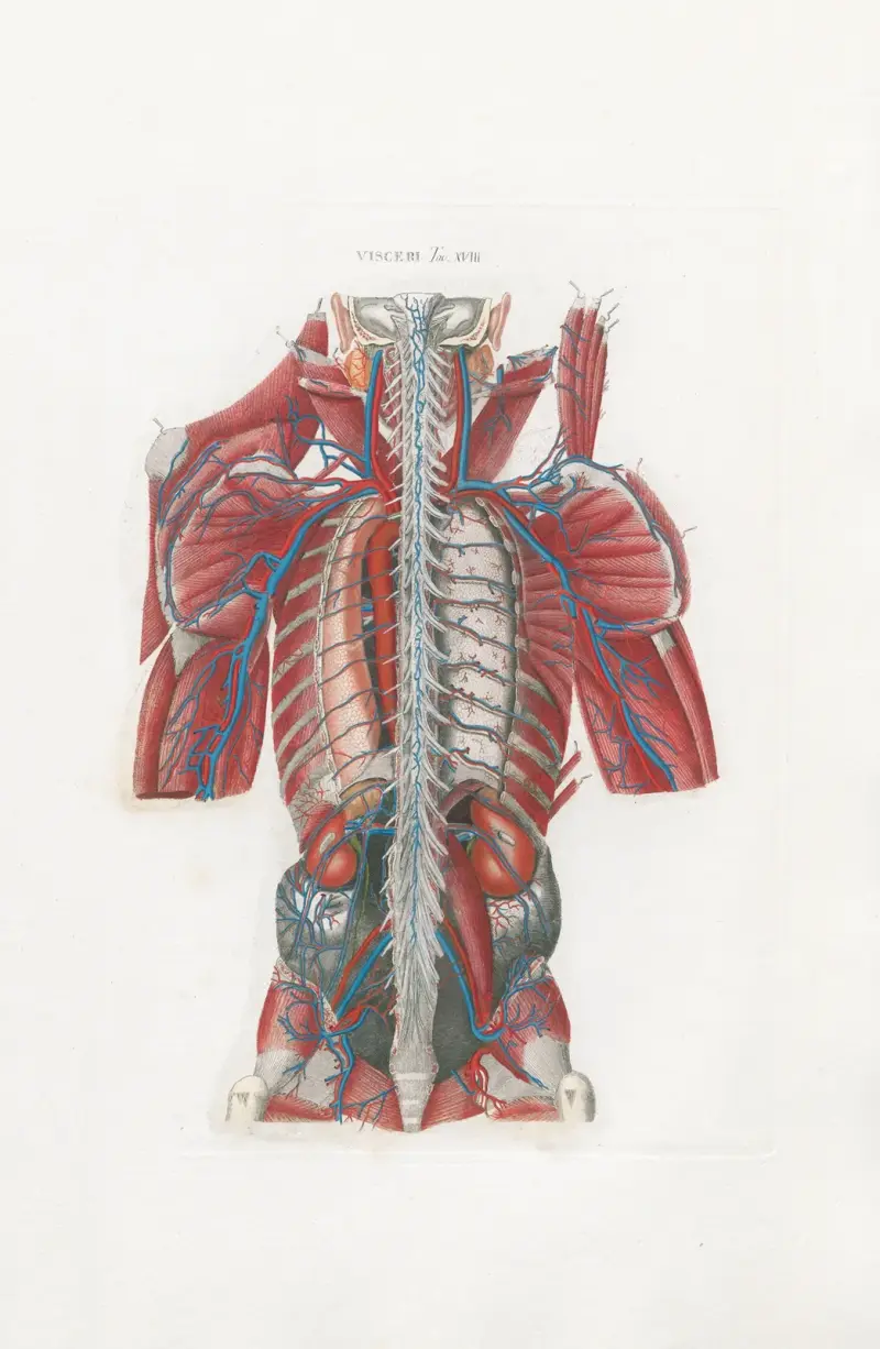 Anatomia Universale, Taf. 58 von Antonio Serantoni