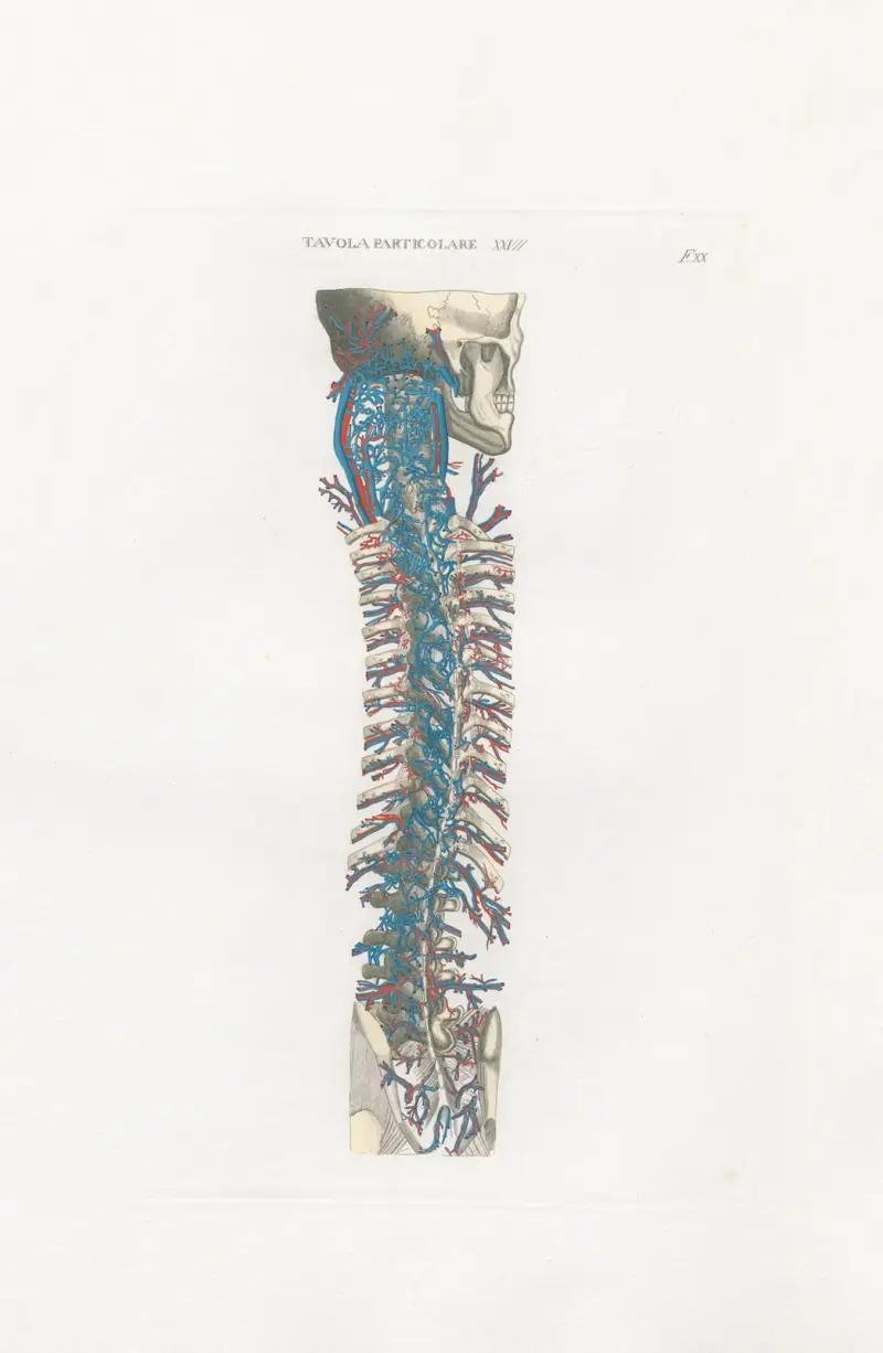 Anatomia Universale Pl.60 von Antonio Serantoni