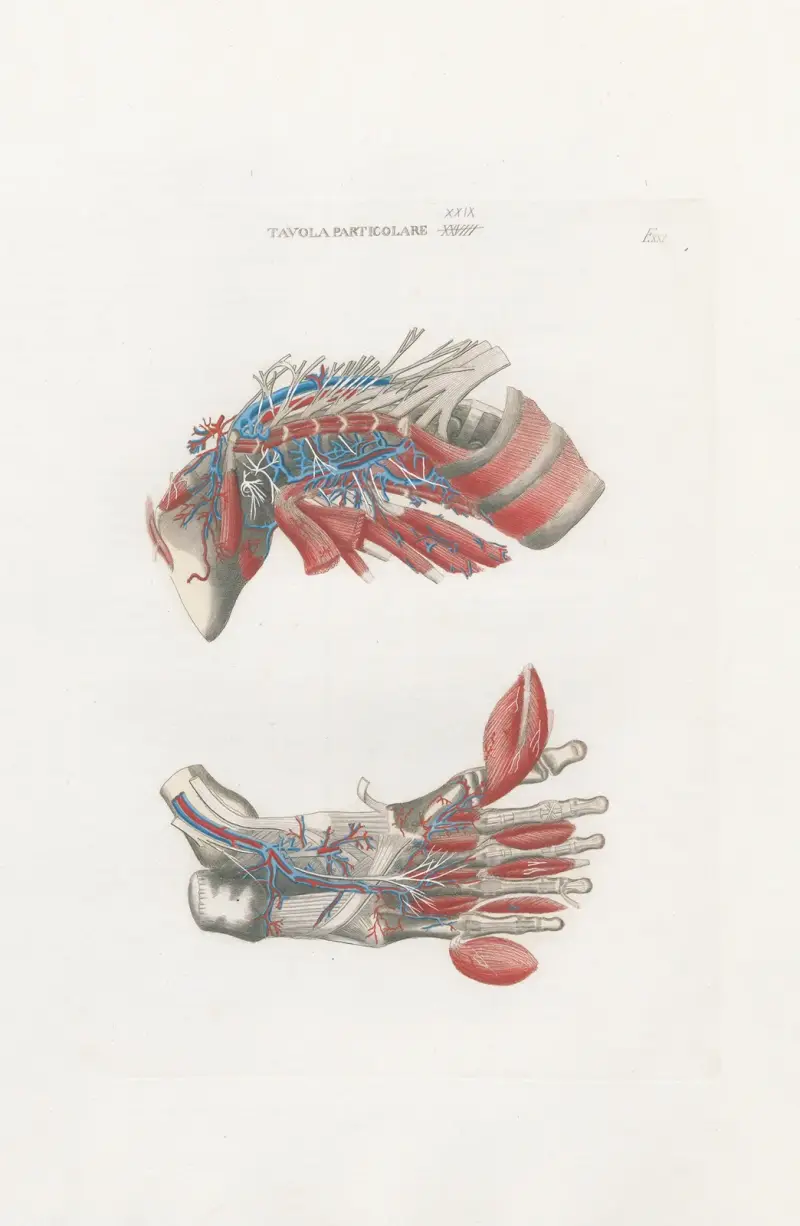 Anatomia Universale Pl.63 von Antonio Serantoni