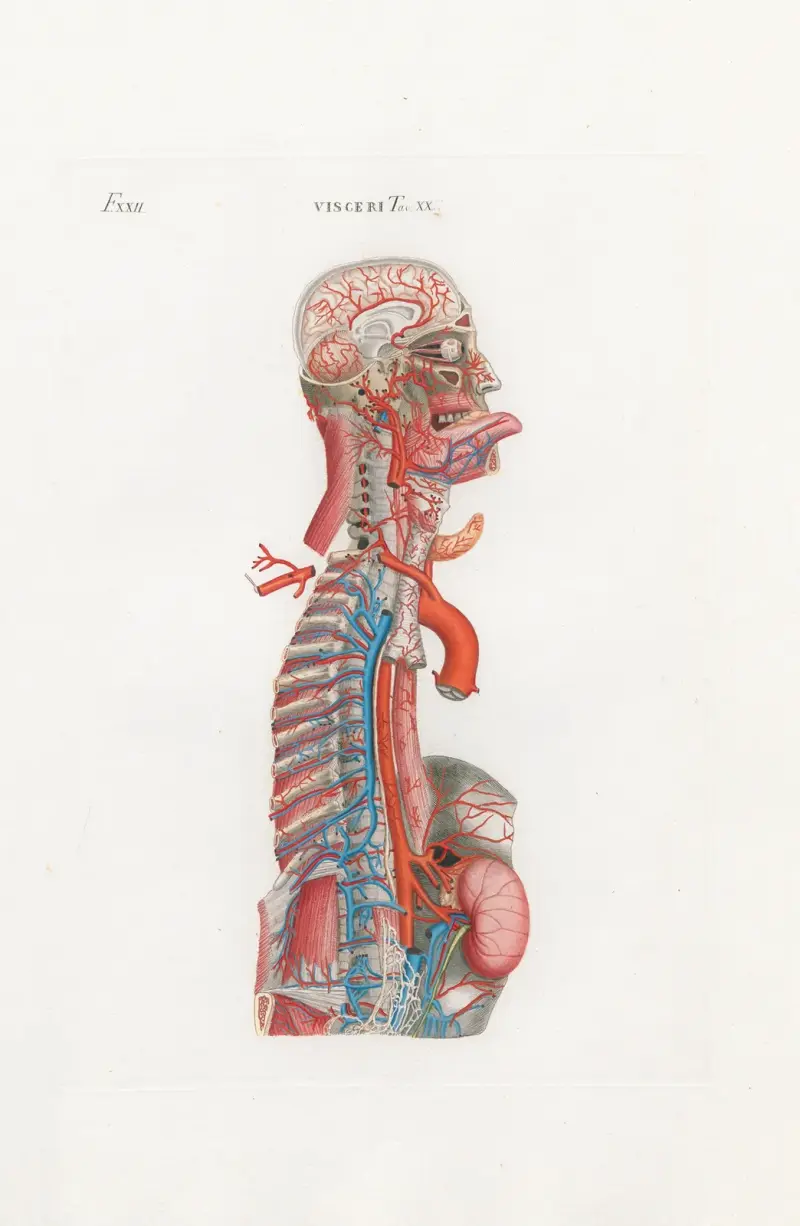 Anatomia Universale Pl.65, Antonio Serantoni