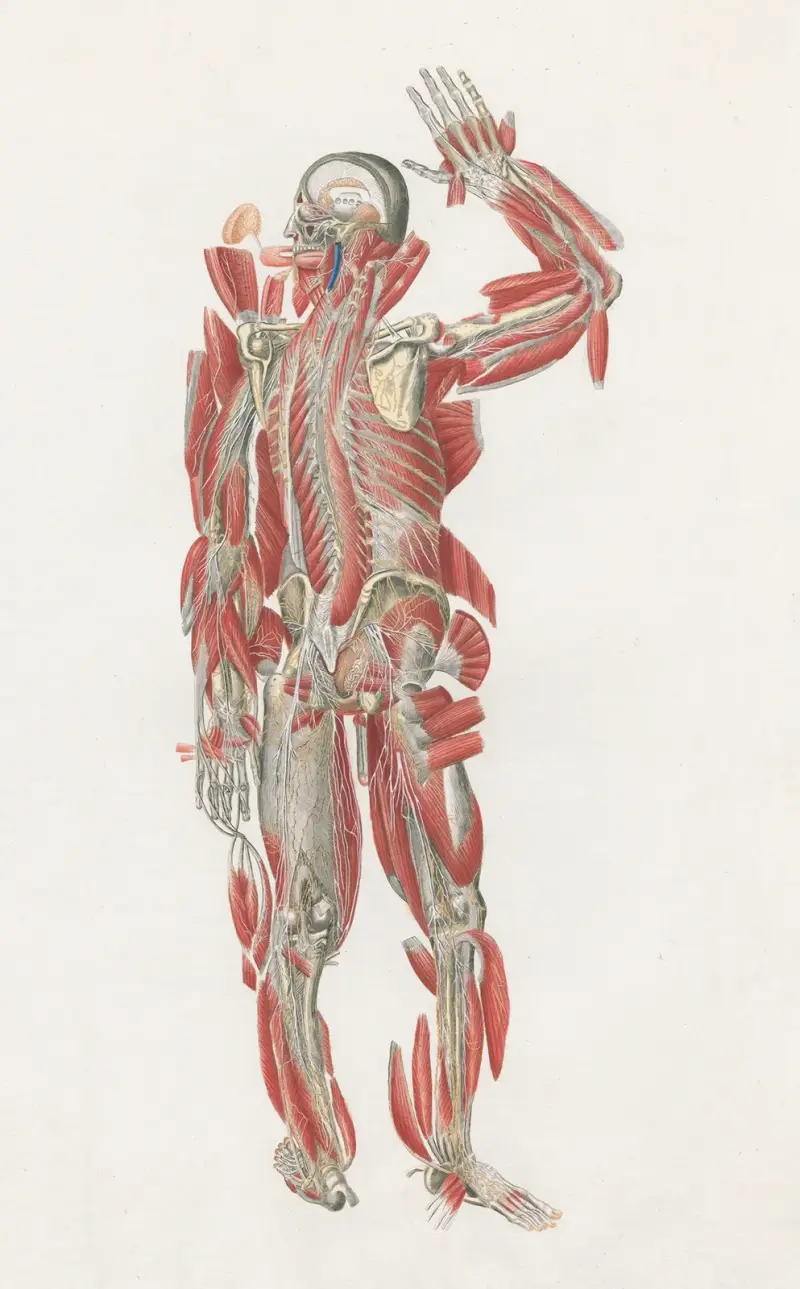 Anatomia Universale Pl.67, Antonio Serantoni