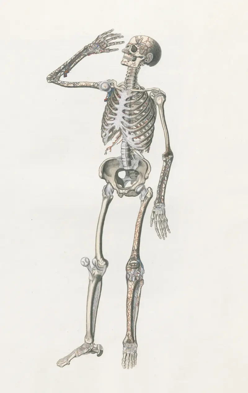 Anatomia Universale Pl.70, Antonio Serantoni