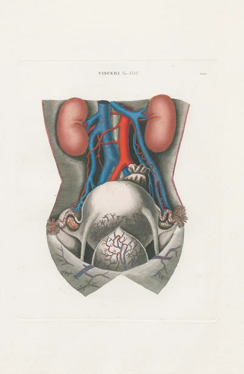 Anatomia Universale Pl.71, Antonio Serantoni