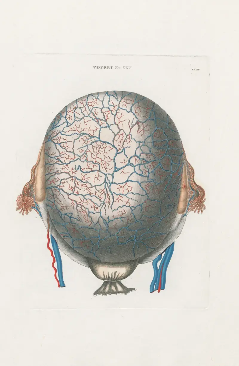 Anatomia Universale Taf. 72 von Antonio Serantoni