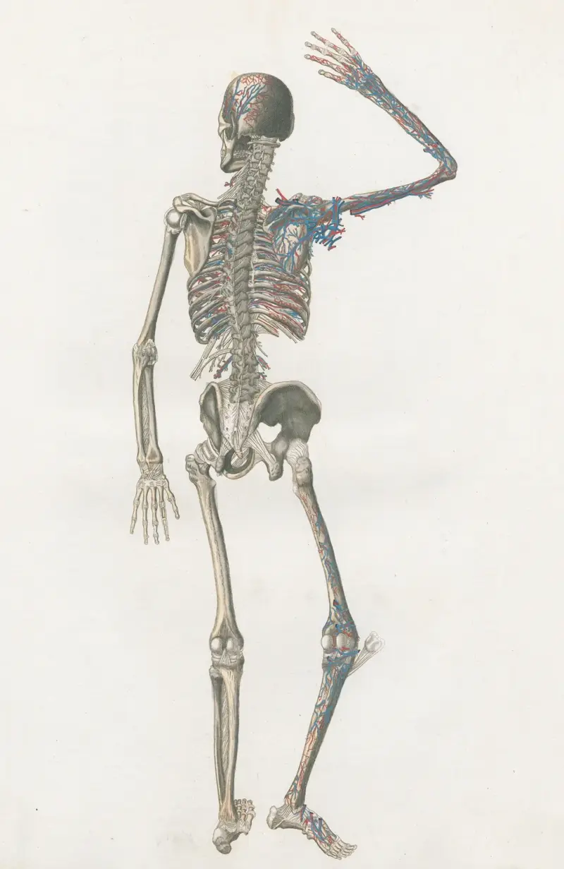 Anatomia Universale Pl. 73 von Antonio Serantoni
