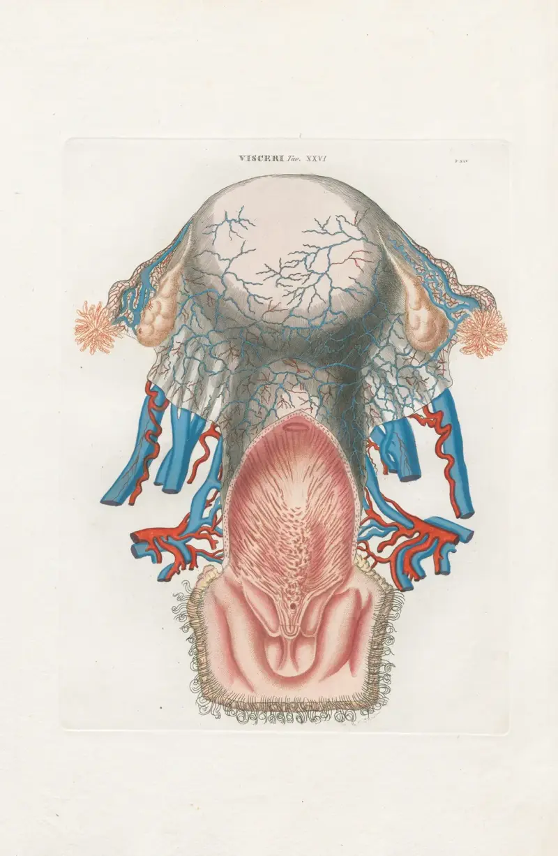 Anatomia Universale Pl.74, Antonio Serantoni