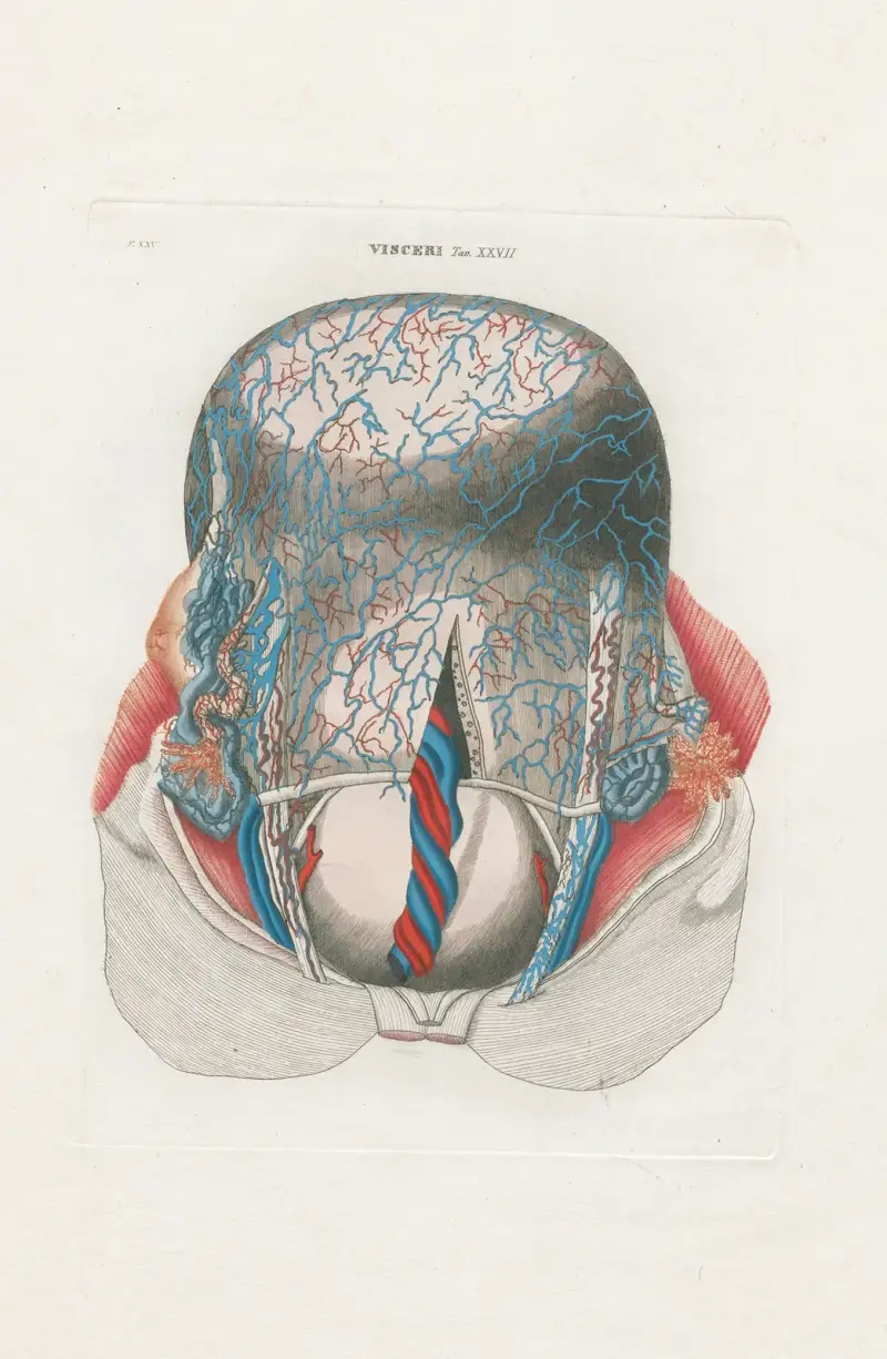 Anatomia Universale Pl. 75, Antonio Serantoni