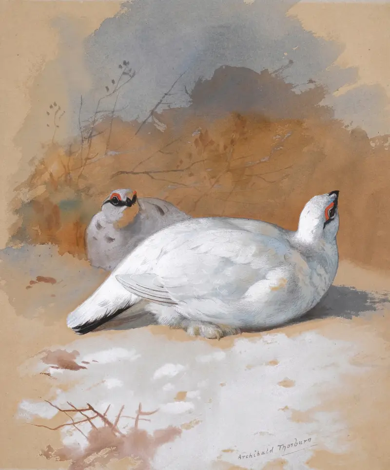 Ett par ripor i snö av Archibald Thorburn