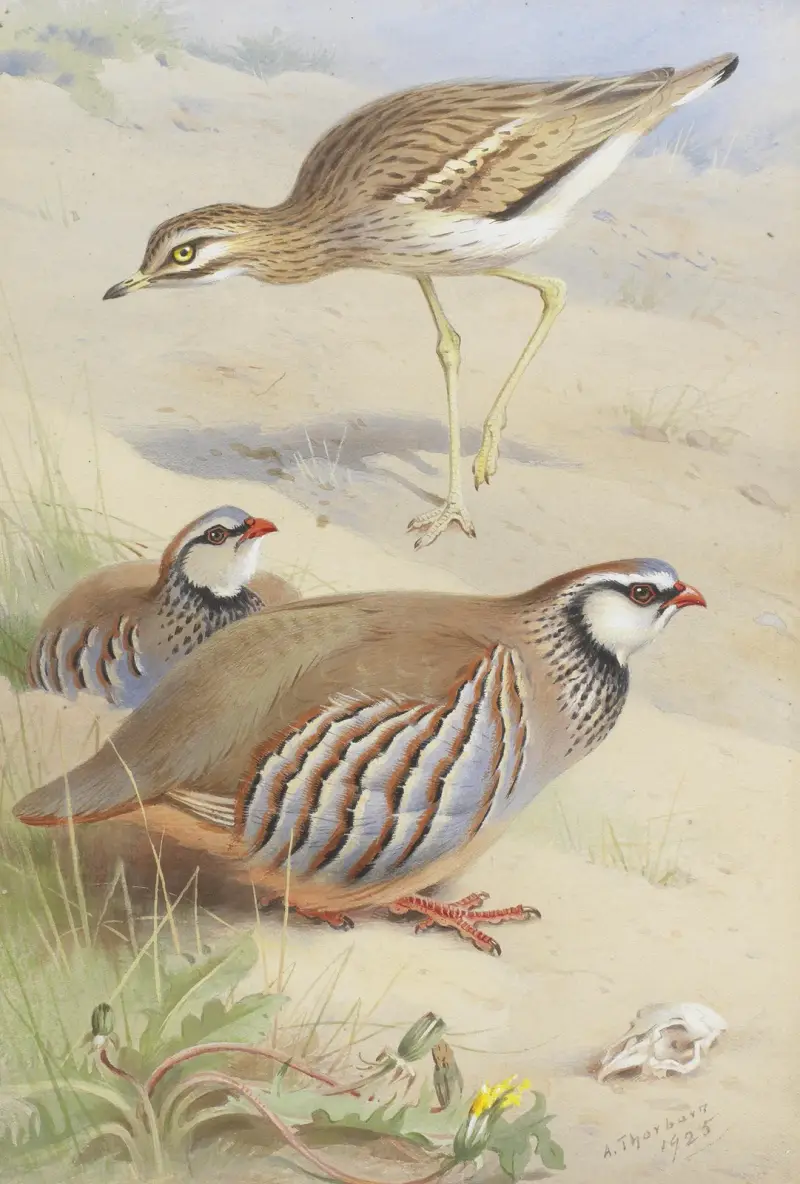 Ein Triel und ein Paar Rebhühner von Archibald Thorburn