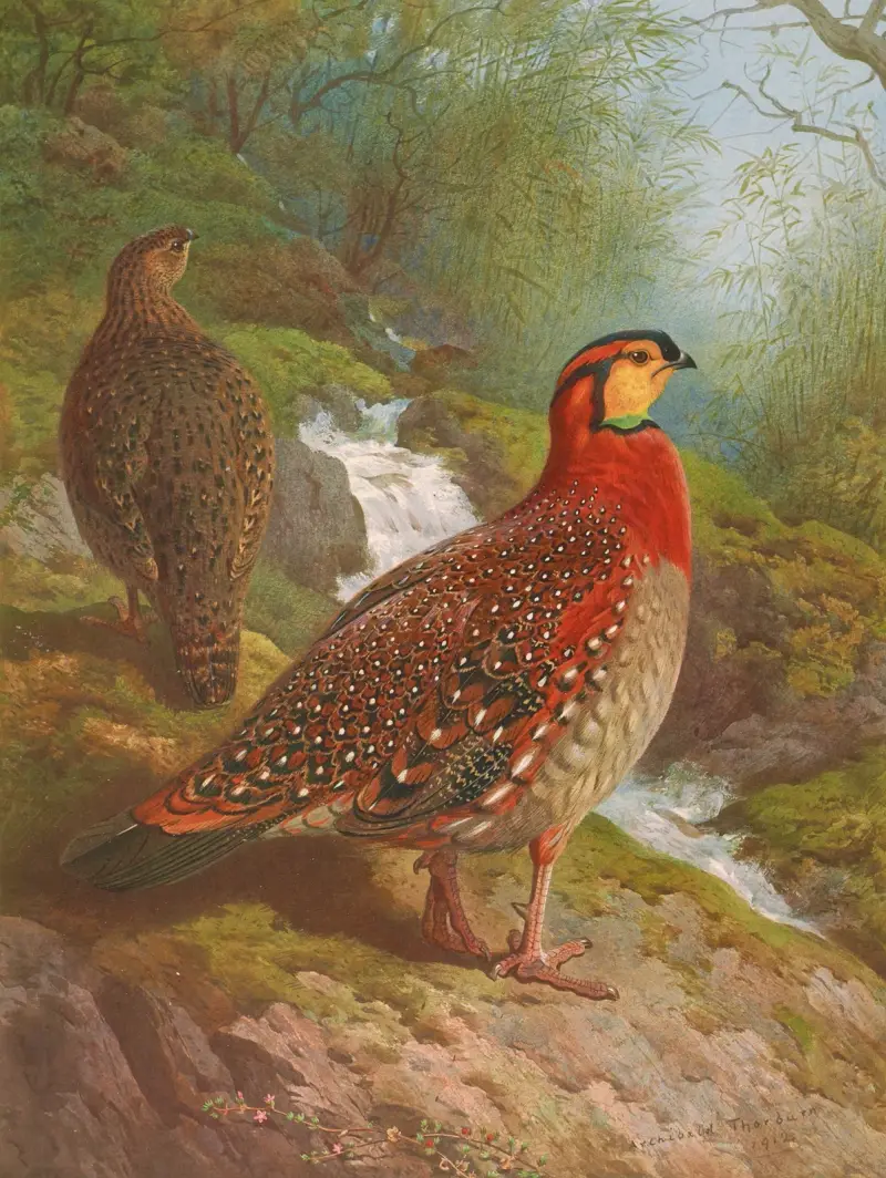 Blyths Tragopan von Archibald Thorburn